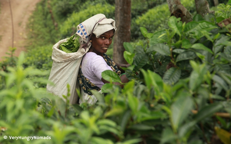 Tea picker in Ella, Sri Lanka - People we meet travelling