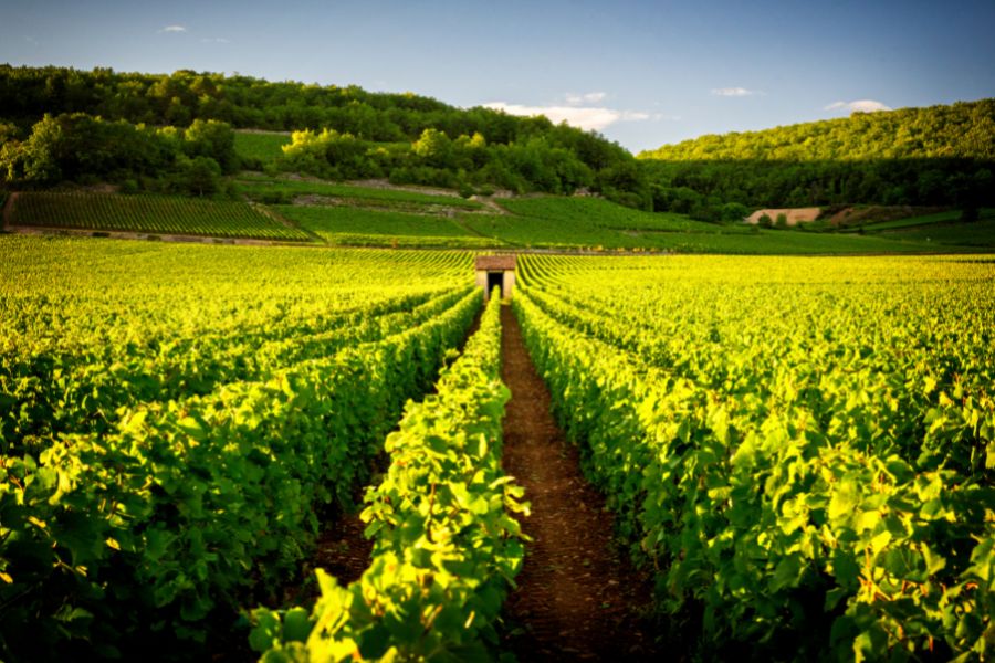 Beaune in Burgundy vineyards