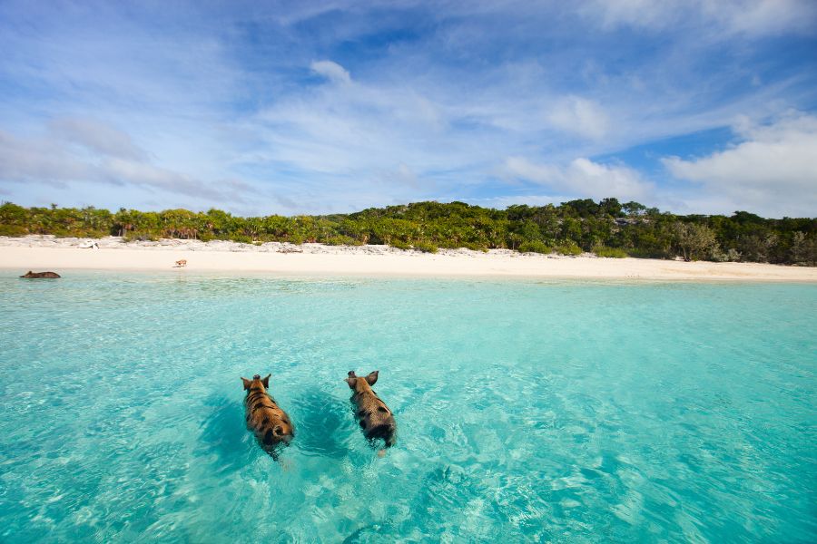 Best Caribbean Islands For Beach Bahamas - Exumas 