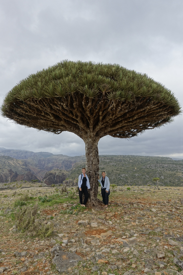 Dragon Blood Tree Socotra Rach and Marty