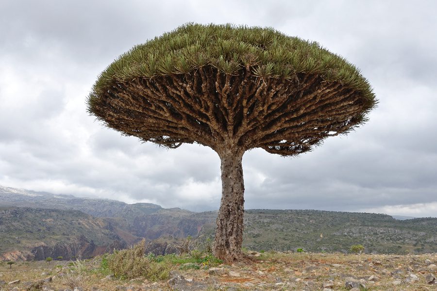 Socotra island trees - The Dragon Blood Tree
