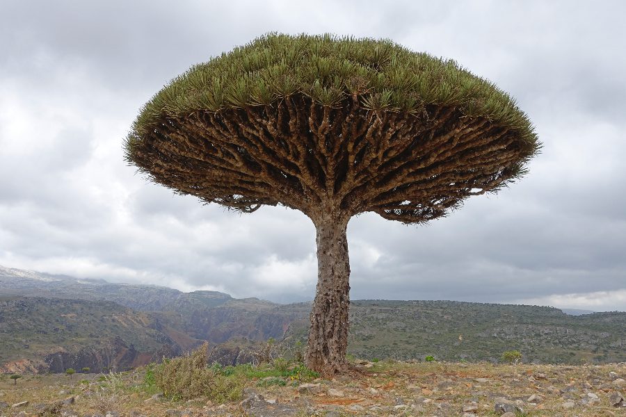 dragon blood tree socotra