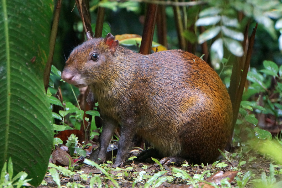 Foods from Dominica - Agouti
