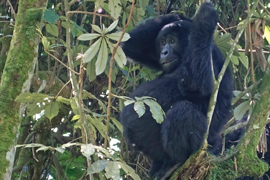 gorilla trekking in uganda