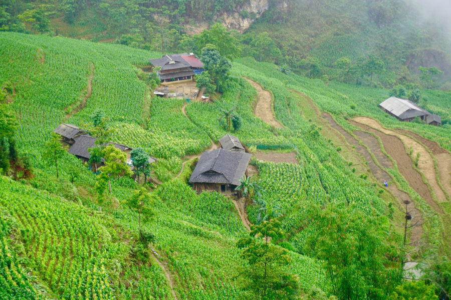 Ha Giang Loop Vietnam Crops