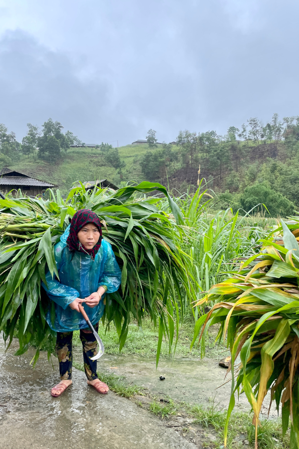Ha Giang Vietnam Locals harvesting crops