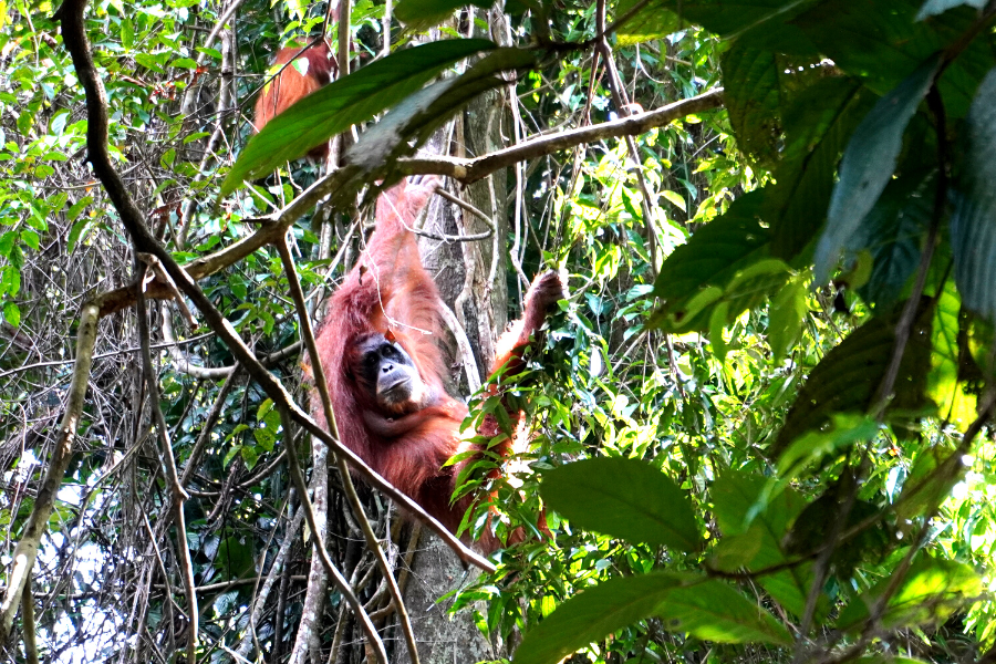 Orangutan hanging in the tree