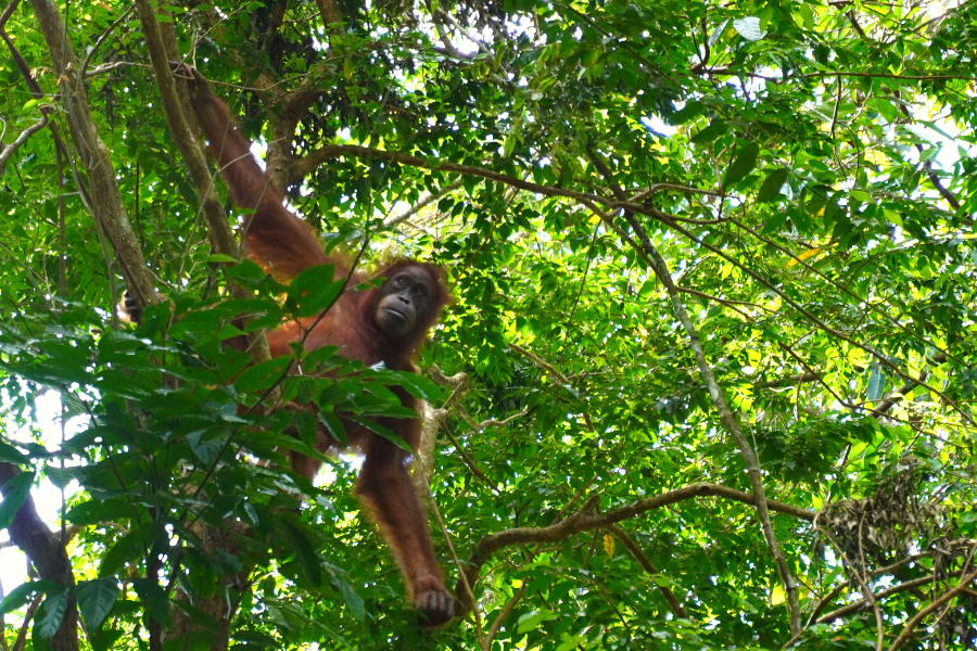 How to Book a Sumatra Orangutan Trek - Orangutan in tree