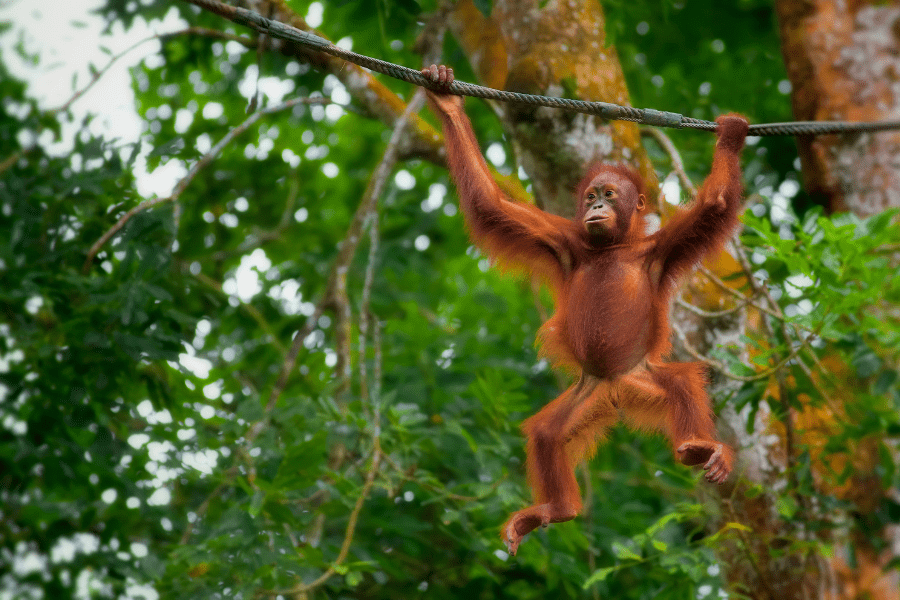 How to Book a Sumatra Orangutan Trek - Small organgutan climbing