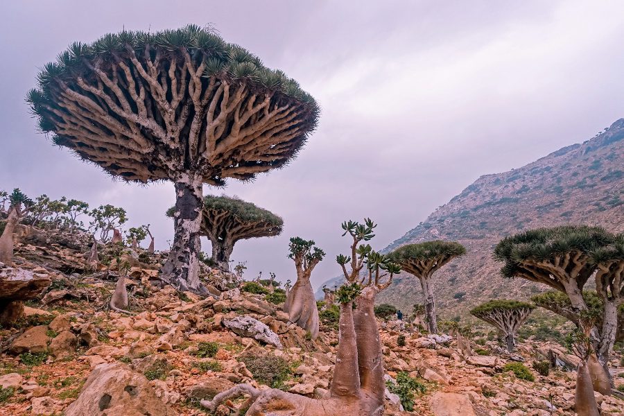 How to visit Socotra