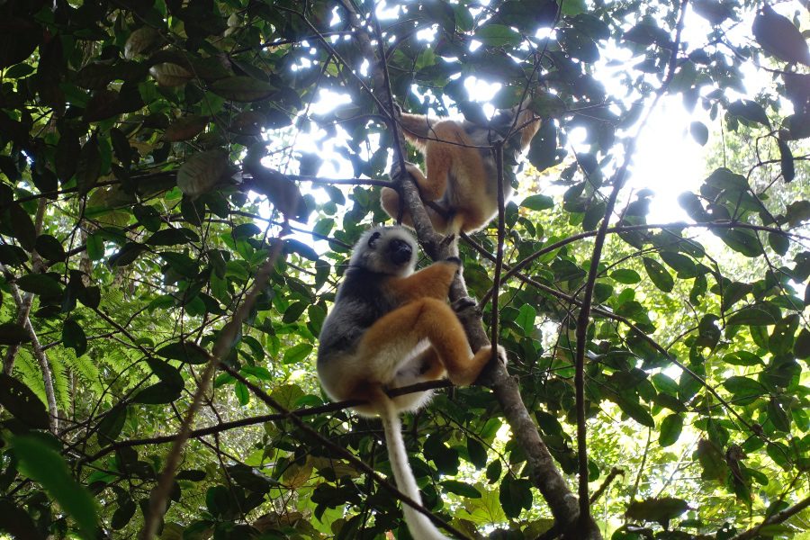 tour guide madagascar 2 Sifaka lemur