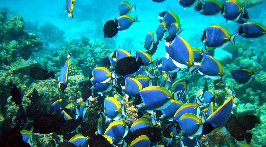 Maldives on a budget - Amazing marine life