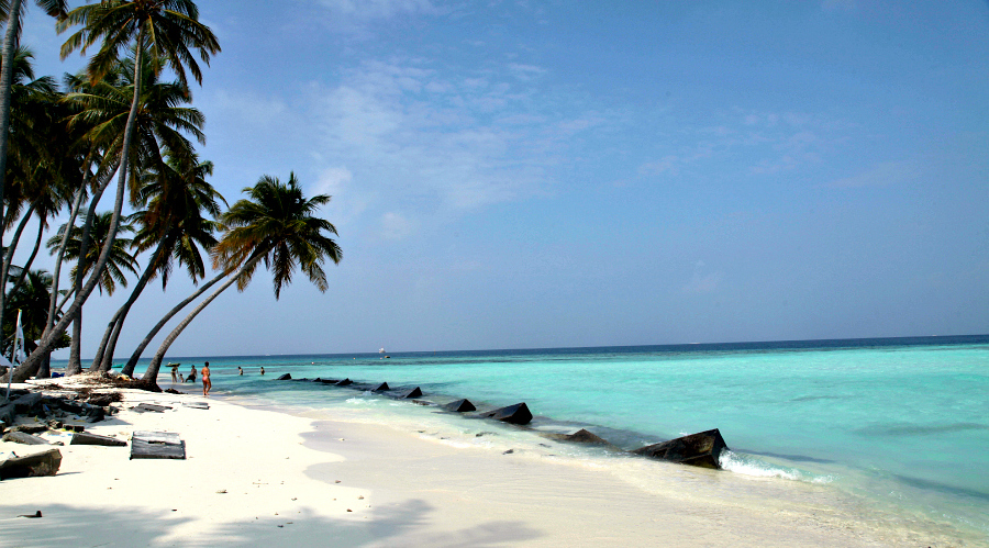 How to Visit the Maldives On a Budget - Palm tree on Maafushi island