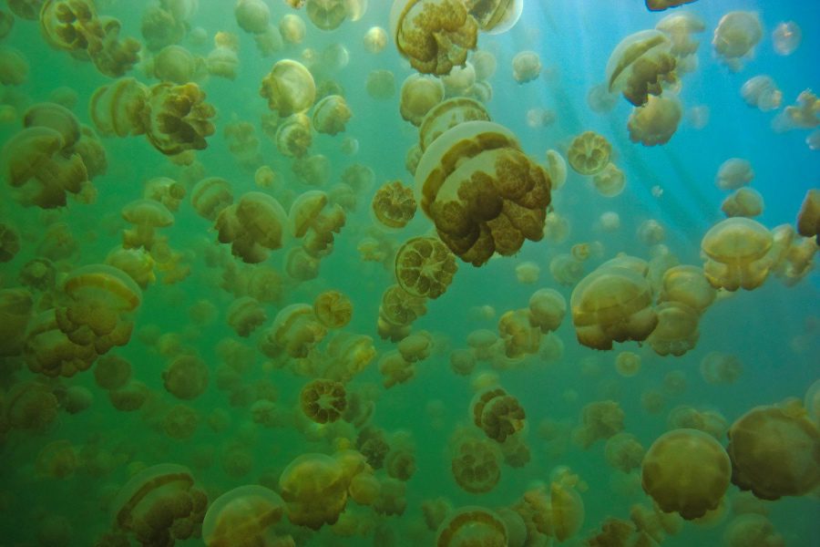 Palau Jellyfish Lake Tour - 5 things you need to know
