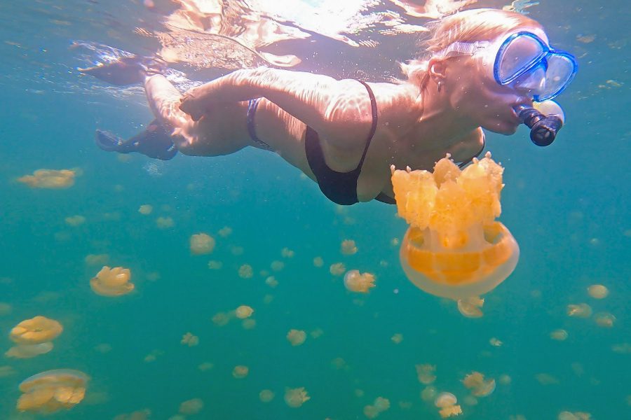 Palau Jellyfish Lake tour best thing