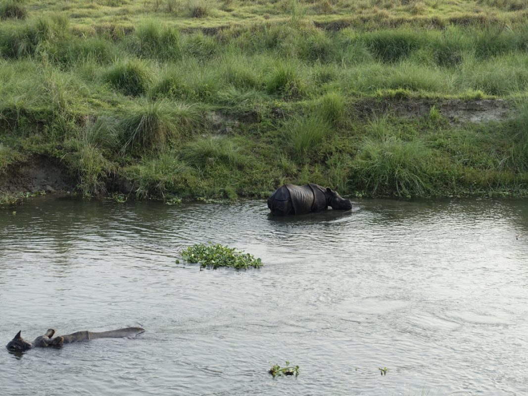 rhinos Chitwan National Park
