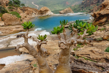 Rockpool Socotra Yemen