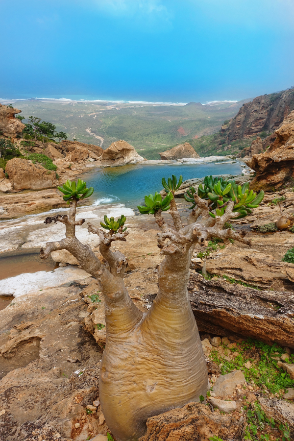 Rockpool Socotra Yemen