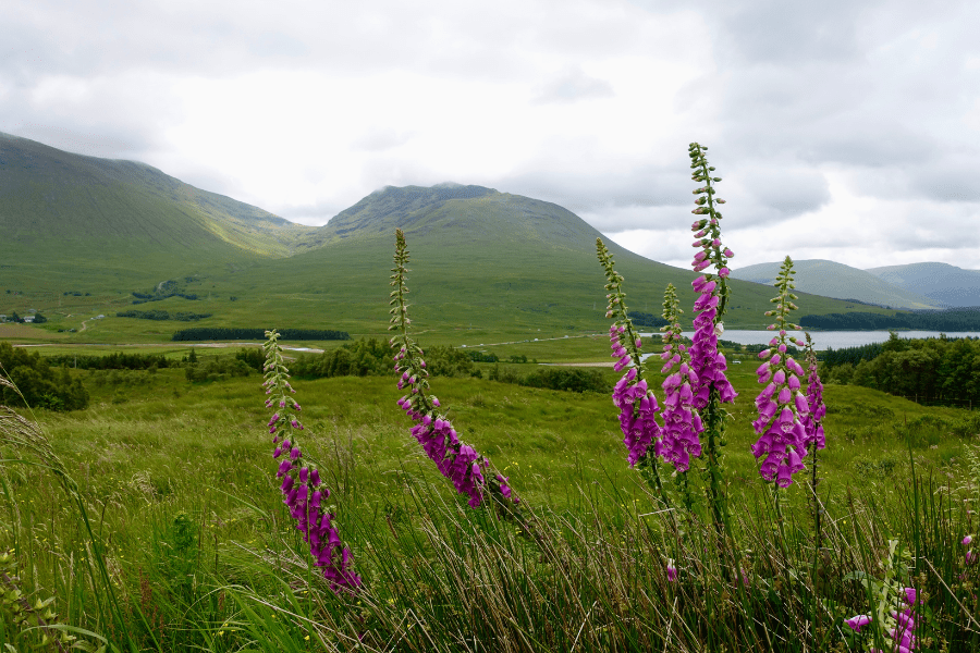 Scotland Tours Rabbies Review Mountains Wildflowers