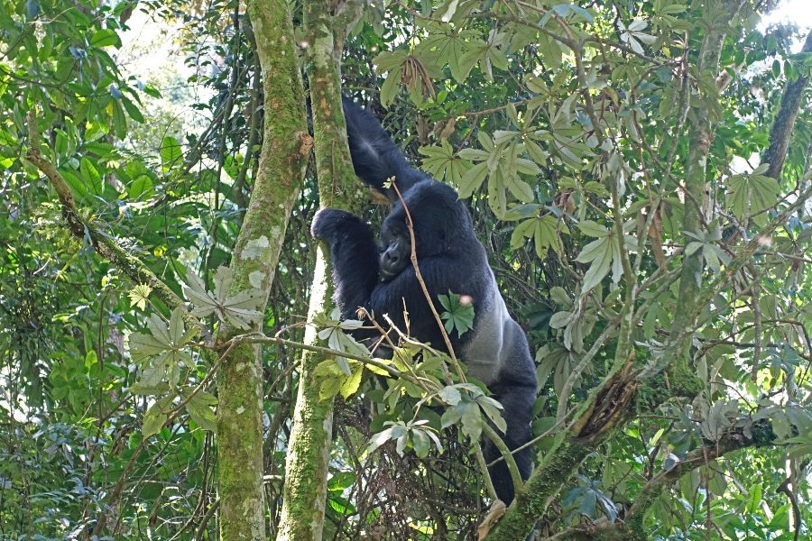 gorilla tracking in uganda
