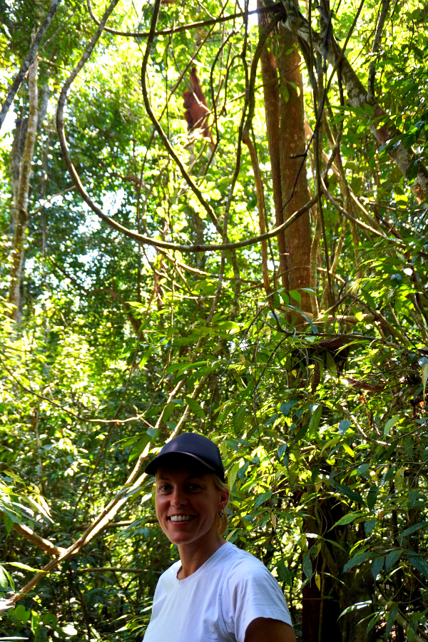Marty with Sumatran orangutan in tree