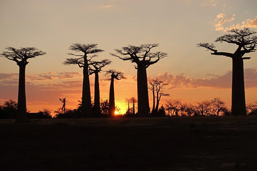 Madagascar in two weeks sunset avenue of the baobabs