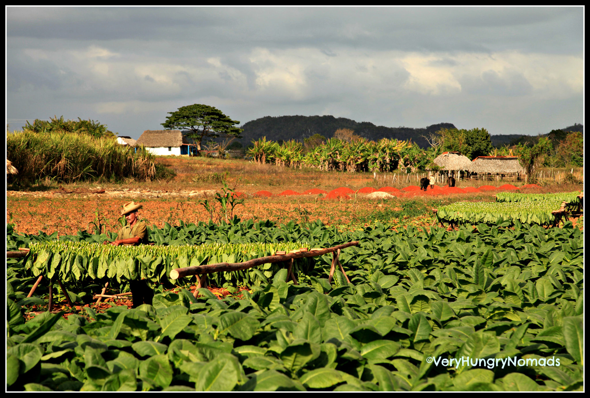 10 Photos of Cuba Tabacco farms in Vinales
