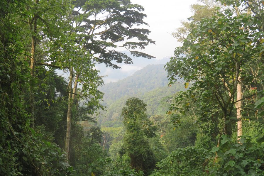 Uganda Gorilla trekking jungle