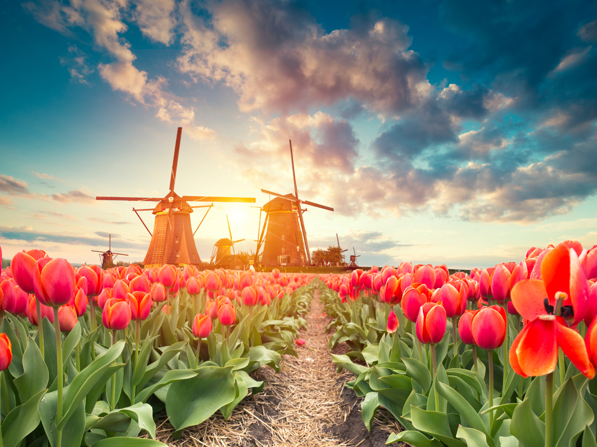 eSIM Netherlands - windmills tulips