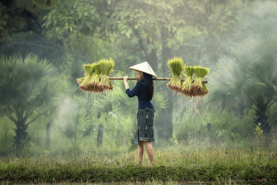 eSIM Vietnam - Woman in Rice paddies