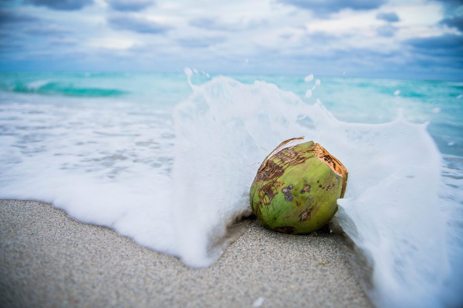 fiji shangri la coconut on beach