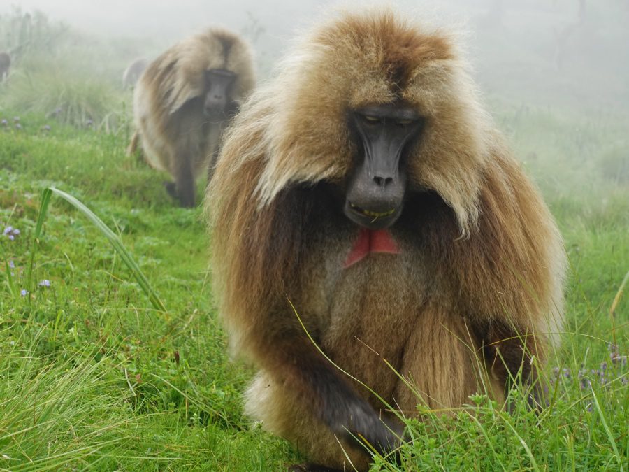 day trip to simien mountains