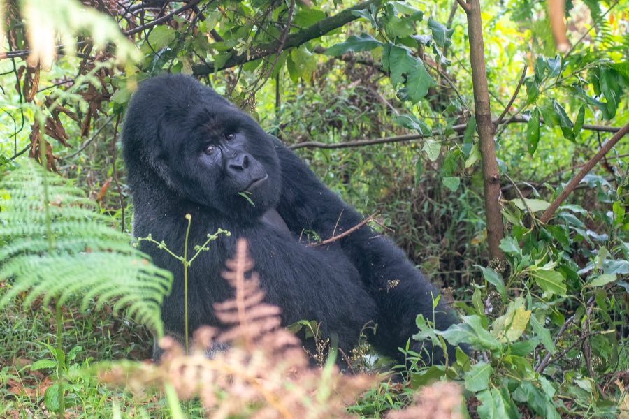Uganda Gorilla Trekking 