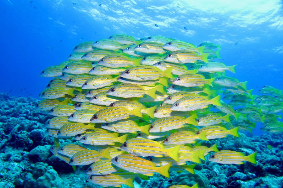school of fish things to do in palau