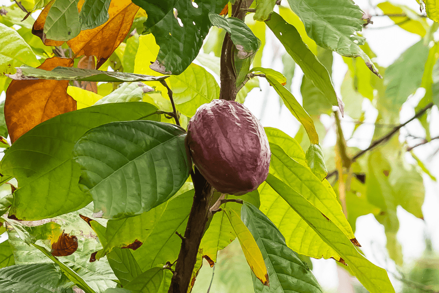 visit sao tome and principe cocoa on tree