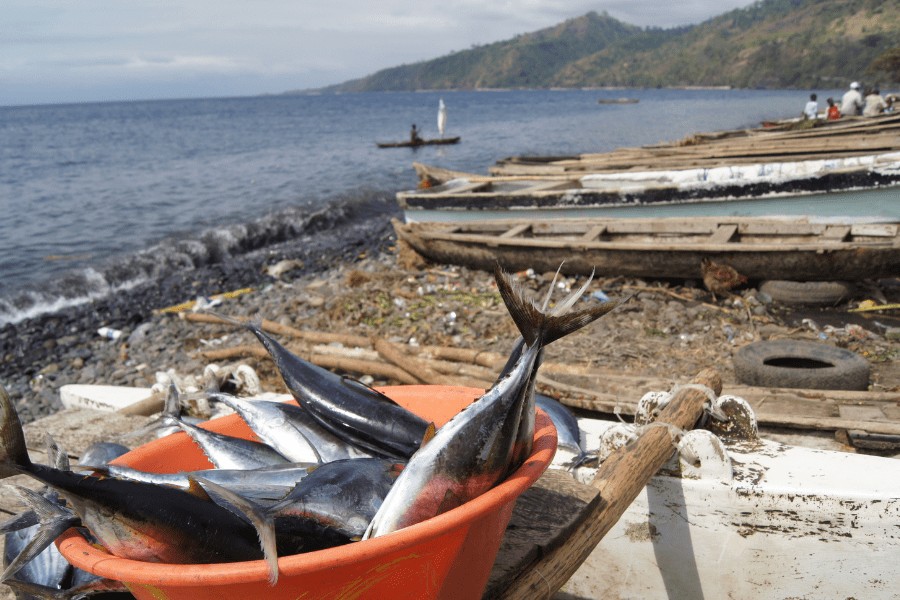 visit sao tome and principe fish in bucket