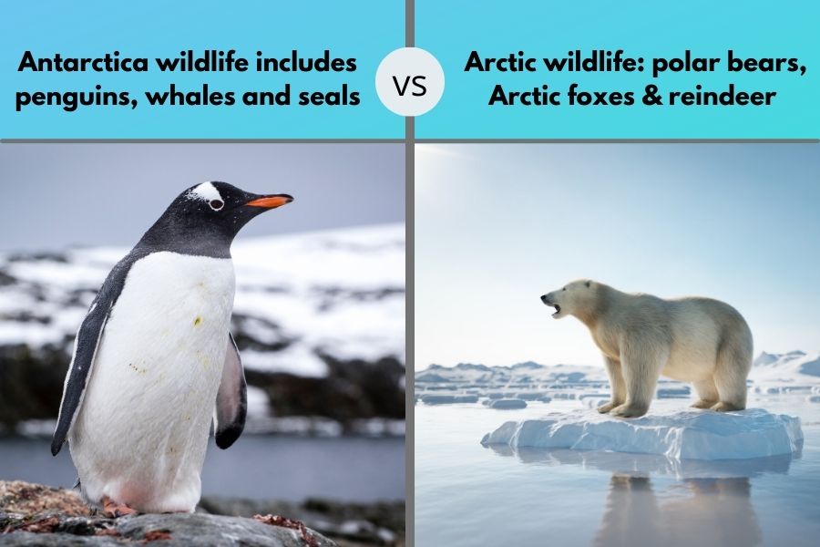 Antarctica vs Arctic wildlife penguin and polar bear 