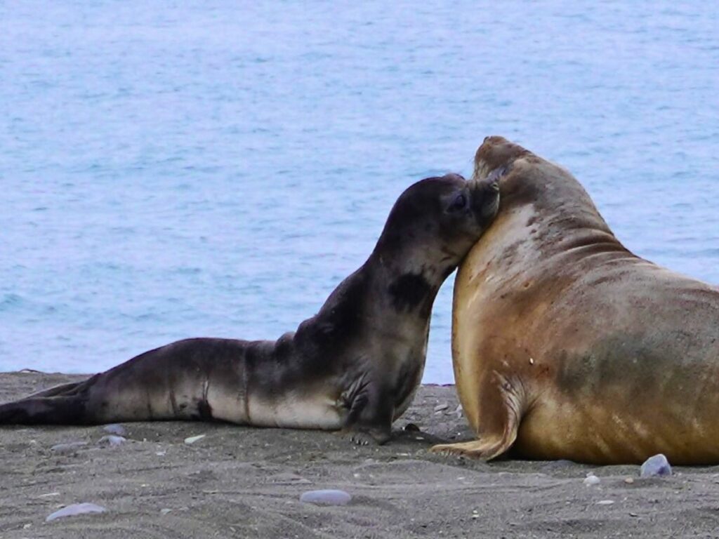 elephant-seal-baby-mother-antarctica