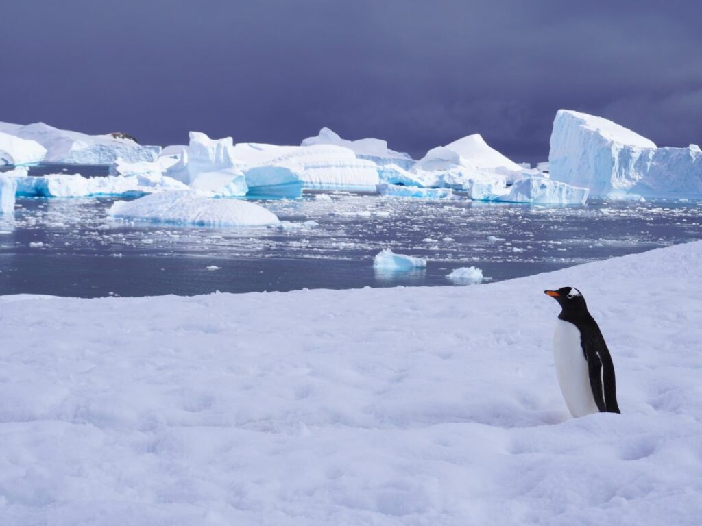 gentoo-penguin-ice-antarctica