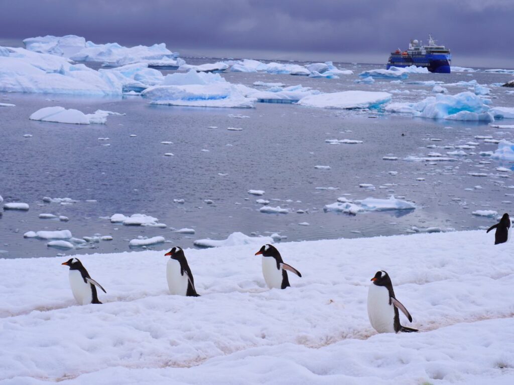 gentoo-penguins-highway-travel-in-antarctica