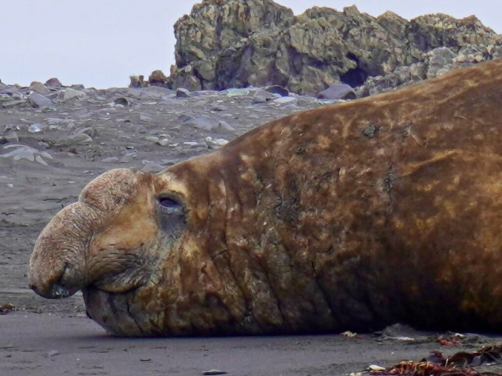 male-elephant-seal-antarctica