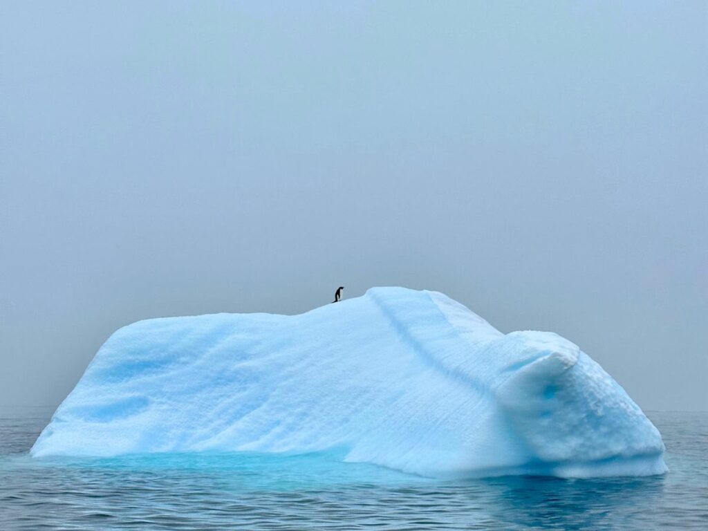 penguin-on-iceberg-travel-in-antarctica