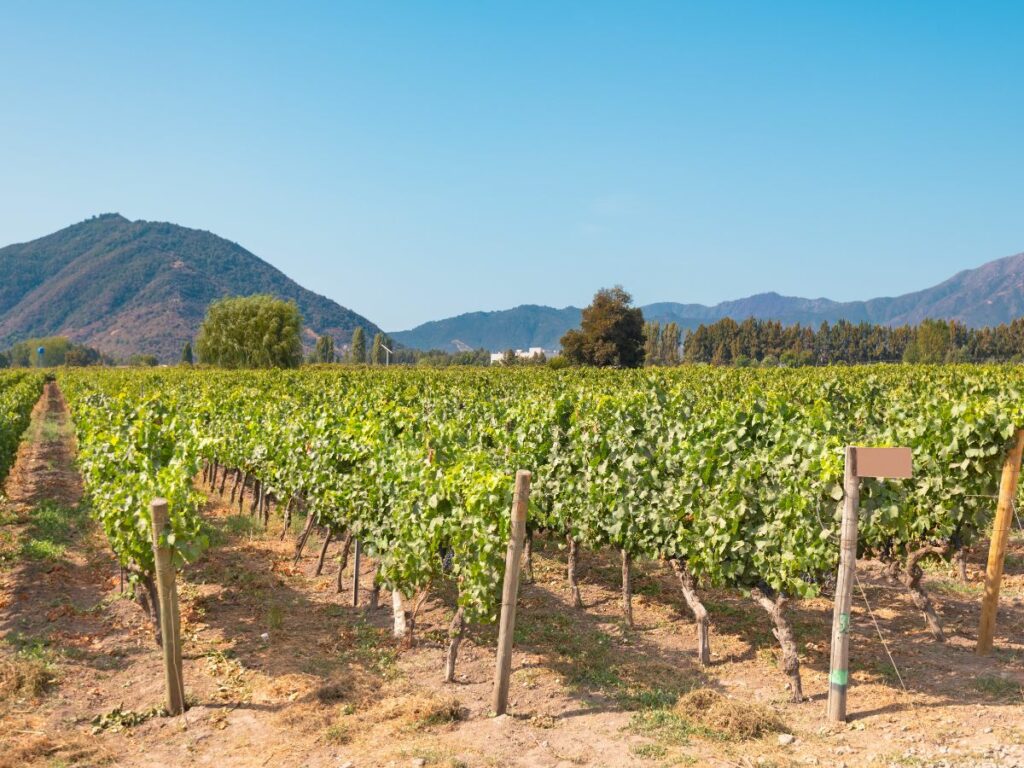 vineyards at Colchagua