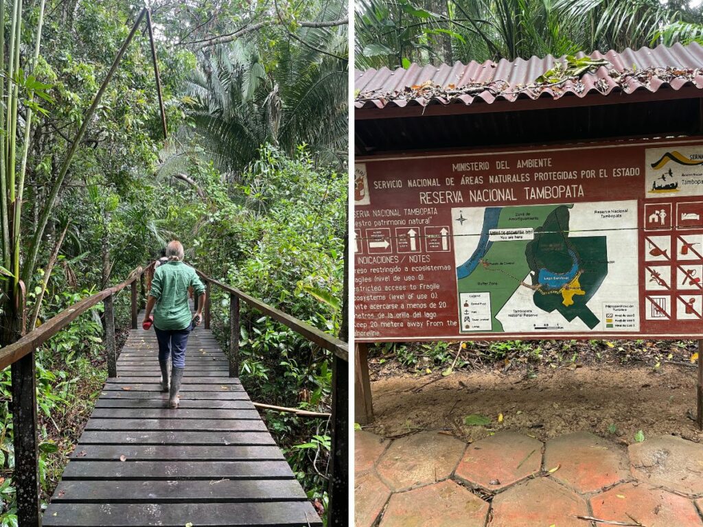 A jungle walk in Tambopata National Reserve