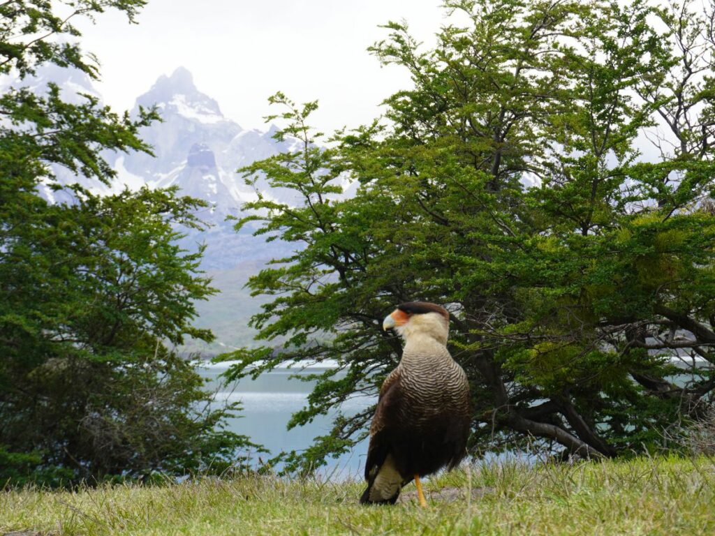 Torres del Paine bird