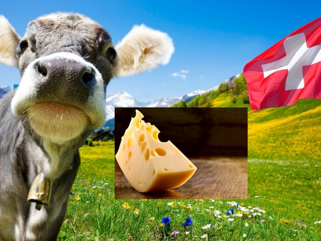 Swiss cheese cow flag of Switzerland